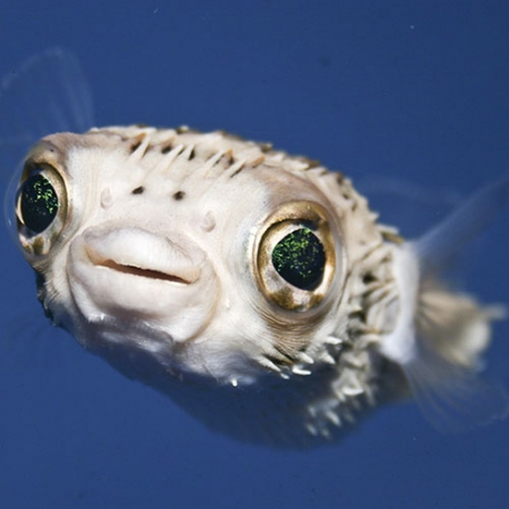 Diodon holocanthus (длинноиглая рыба-еж)