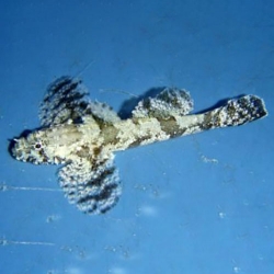 Callogobius hasselti (лоскутный бычок)