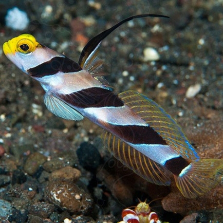 Stonogobiops nematodes (нитепёрый краснополосый бычок)