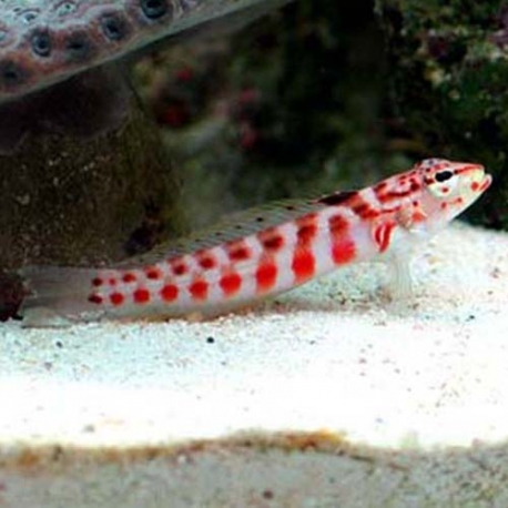 Parapercis schauinslandi (песочник краснопятнистый)