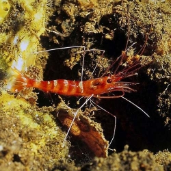 Parhippolyte uveae / mistica (креветка-чистильщик)