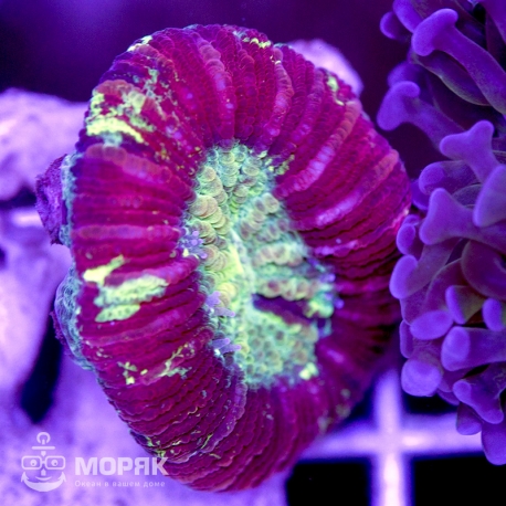 Trachyphyllia geoffroyi (темно-красная)