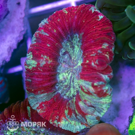 Trachyphyllia geoffroyi (красная)