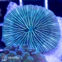 Fungia (фунгия зеленая флуорисцентная)