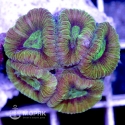 Goniastrea sp. - гониастрея зеленая