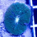 Fungia spp (nano)