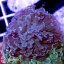 Euphyllia paraancora (эуфиллия 2в1)