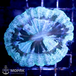 Acanthophyllia sp. (акантофиллия)