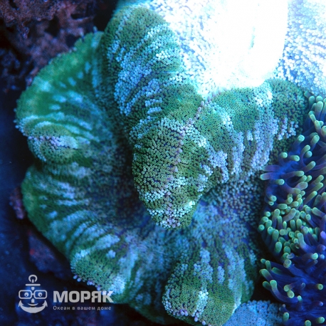 Stichodactyla haddoni - актиния ковровая хаддони