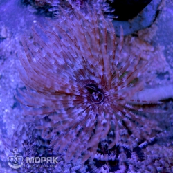 Sabellastarte spectablis (сабеластарта полосатая)