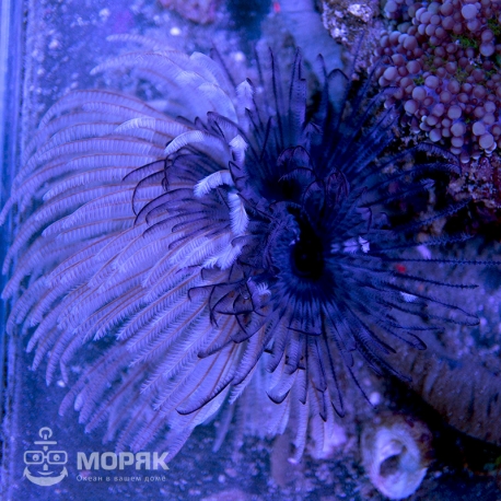 Sabellastarte spectablis (сабеластарта полосатая)