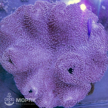 Саркофитон (Sarcophyton sp.)