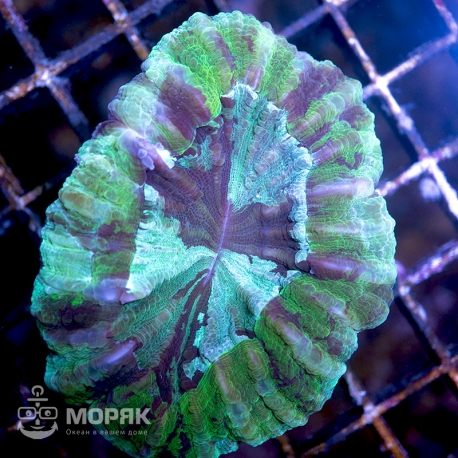 Acanthophyllia sp. multi (акантофиллия)
