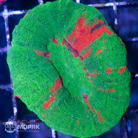 Scolymia vitiensis (красная)