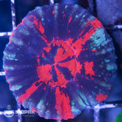 Scolymia sp. (сколимия)