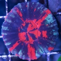 Scolymia sp. (сколимия)