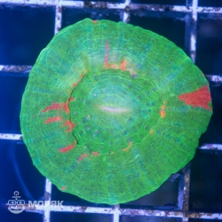 Scolymia sp. (сколимия)