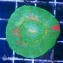 Scolymia sp. (сколимия)