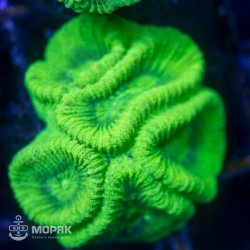 Goniastrea sp. - гониастрея салатовая (флуо)