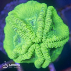 Goniastrea sp. - гониастрея салатовая (флуо)