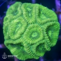 Goniastrea sp. - гониастрея салатовая (флуо)