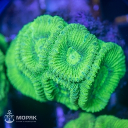 Goniastrea sp. - гониастрея салатовая (флуо)