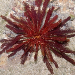 Himerometrapalmata sp. (Красная морская лилия)