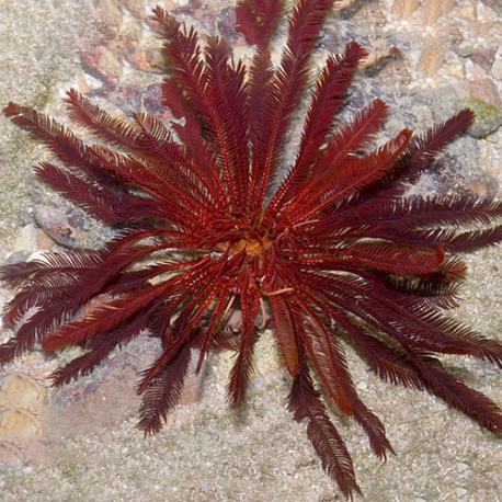 Himerometrapalmata sp. (Красная морская лилия)