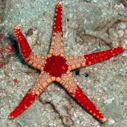 Fromia Deep Sea Star (глубоководная морская звезда)