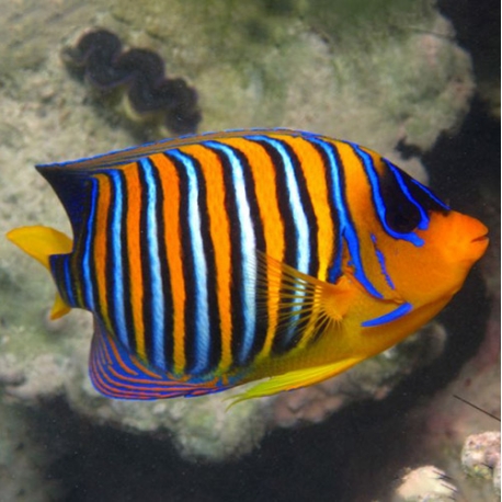 Pygoplites diacanthus (королевский ангел)