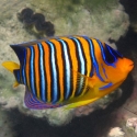 Pygoplites diacanthus (королевский желтогорлый ангел)
