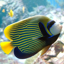 Pomacanthus imperator - ангел императорский