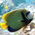 Pomacanthus imperator - ангел императорский