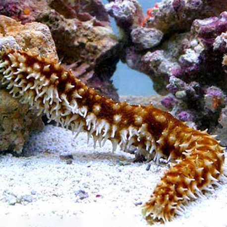 Holothuria hila (морской огурец)