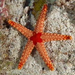 Fromia nodosa (звезда фромия)