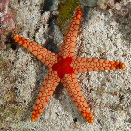 Fromia nodosa (звезда фромия)