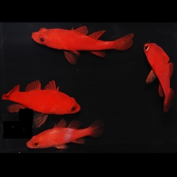 Apogon coccineus (рубиновый кардинал)