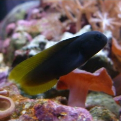 Enchelyurus flavipes (желтохвостая собачка)