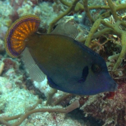 Pervagor aspricaudus (единорог желтохвостый)