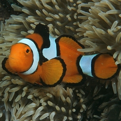 Amphiprion percula (рыба-клоун перкула)