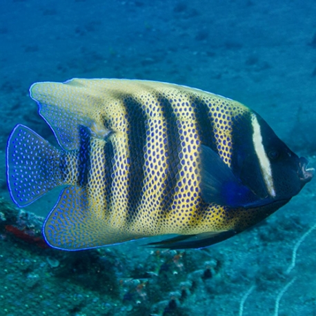 Pomacanthus sexstriatus (шестиполосый ангел)