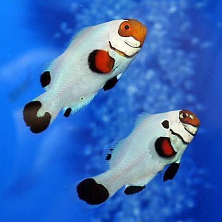 Amphiprion Ocellaris Wyoming White (клоун белый)