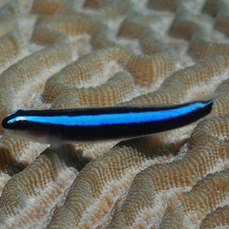 Elacatinus lobelia (карибский неоновый бычек)