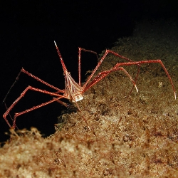 Stenorhynchus seticornis (краб стрелоголовый)