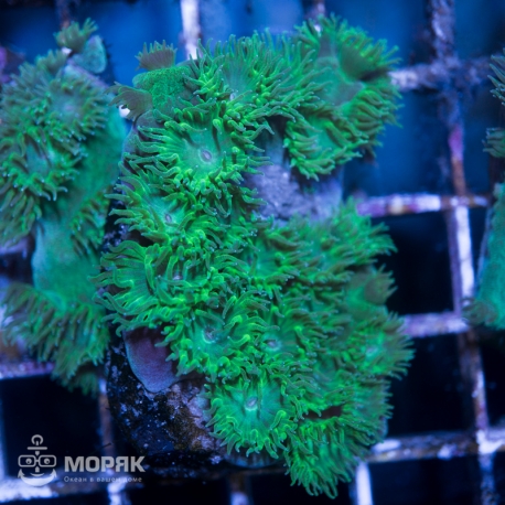 Турбинария пельтата (Turbinaria peltata)