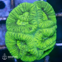 Goniastrea sp. - гониастрея