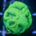 Goniastrea sp. - гониастрея