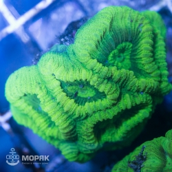 Goniastrea sp. - гониастрея салатовая (флуо)