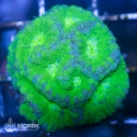 Goniastrea sp.. - гониастрея салатовая (флуо)