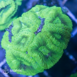 Goniastrea sp. - гониастрея зеленая (флуо)